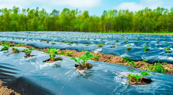 Champ de fraises plantées sur un film de paillage noir, une solution pour que mettre au sol pour éviter les mauvaises herbes.