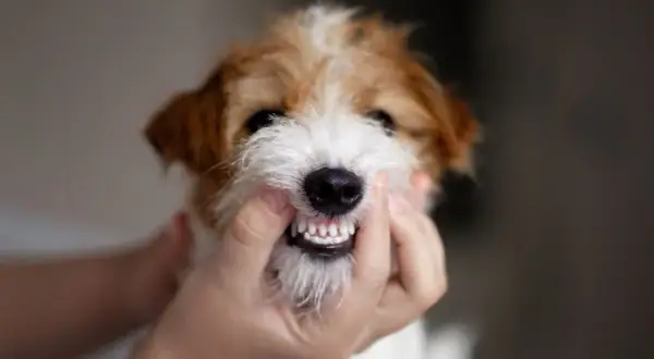 Un primer plano de un perro terrier con los labios levantados para mostrar sus dientes.