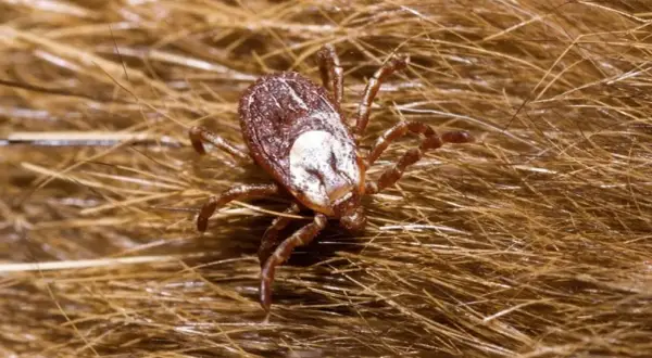 De qué se alimentan las garrapatas y cómo afectan a sus huéspedes