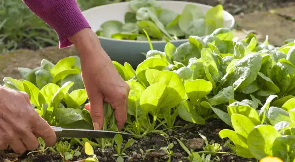 Hände ernten frischen Spinat im Garten. Ein Messer schneidet die grünen Blätter, während eine Schüssel voller Spinat im Hintergrund bereitsteht.
