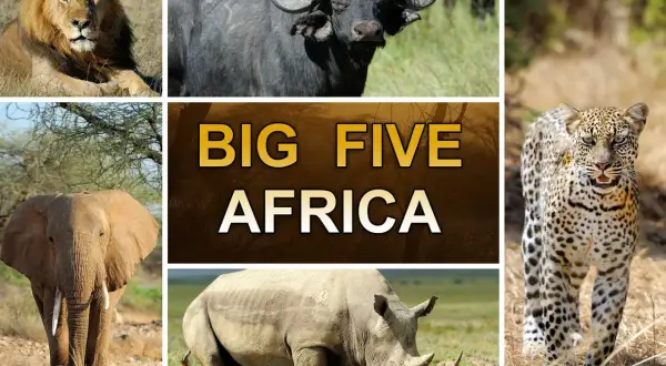 Lejon, buffel, leopard, elefant och noshörning – alla delar av Afrikas big 5 djur.