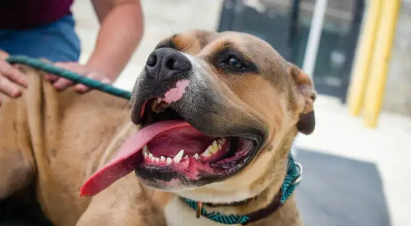 Uśmiechnięty pitbull red nose, z językiem na wierzchu, pokazuje swój przyjazny charakter.