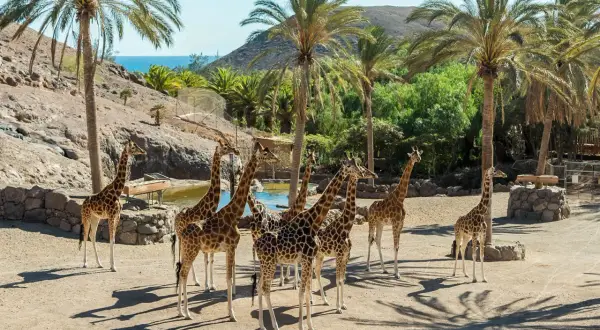 Fuerteventura: Najpiękniejsze Miejsca. Czy znasz te perełki?