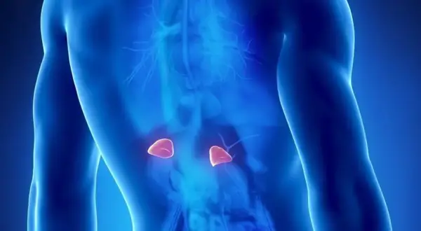 Anatomical illustration showing adrenal glands. Wczesne objawy guza nadnercza mogą być subtelne.