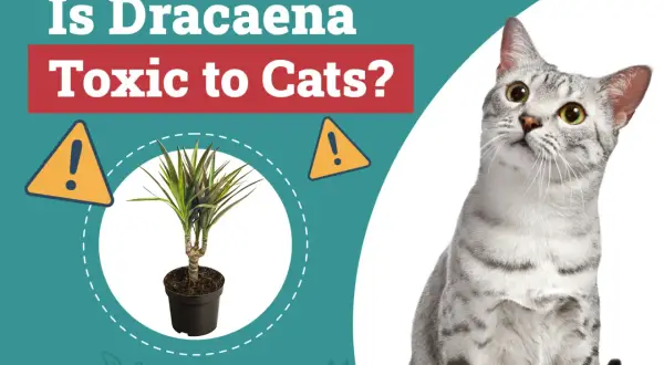 A silver tabby cat looks up at a potted Dracaena plant, with text asking "Is Dracaena Toxic to Cats?".