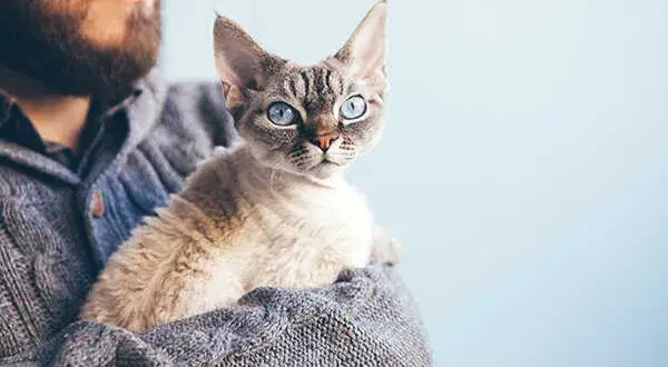 Kolory Devon Rex: Jakie są najpiękniejsze umaszczenia tej rasy?