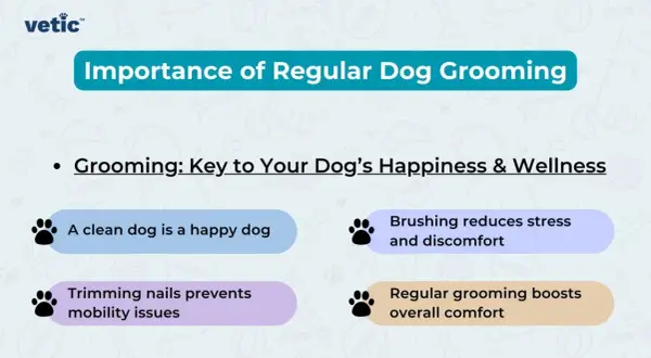 Discover essential dog grooming tips! Learn how regular grooming boosts your dog's happiness, wellness, and comfort, preventing issues like stress and mobility problems.