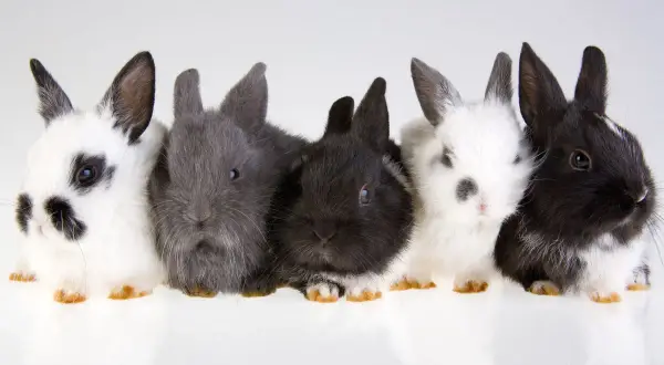 Cinque coniglietti di diverse colorazioni, dal bianco e nero al grigio, posano in fila. Il loro peso è minimo, ma il loro fascino è immenso.
