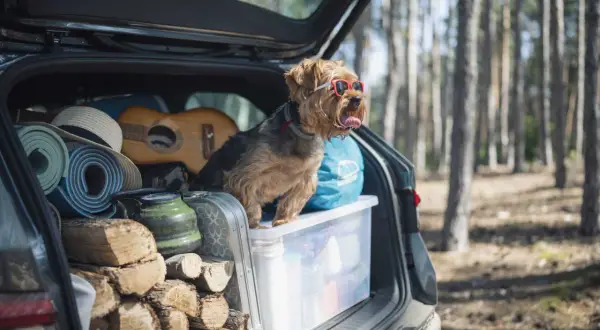 En hund med solglasögon sitter i en bil fullastad med ved, gitarr, liggunderlag och en kaffepanna. Det ser ut som att någon har tänkt på att packa bilen smart för en utflykt.