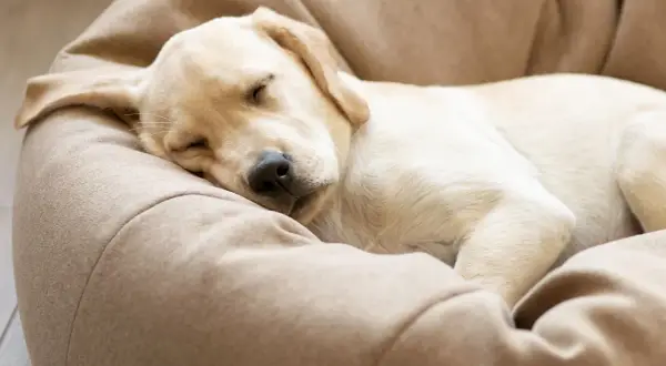 En söt hundvalp sover tryggt i sin bädd. Den lilla hunden ensam hemma drömmer nog om lek och bus.