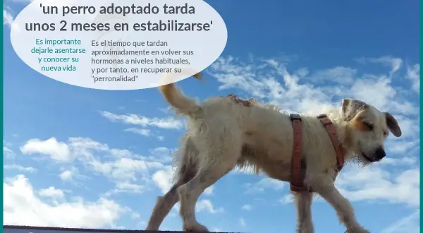 Un perro adoptado tarda unos 2 meses en estabilizarse. Dale tiempo para conocer su nueva vida y recuperar su "perronalidad".