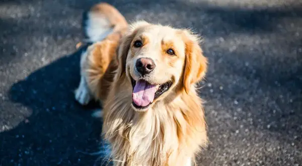 Ile lat żyje Golden Retriever? Poznaj prawdę i zadbaj o pupila