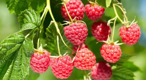 Reife Himbeeren hängen an Zweigen. Bald werden sie geschnitten und zu leckerem Kuchen verarbeitet.