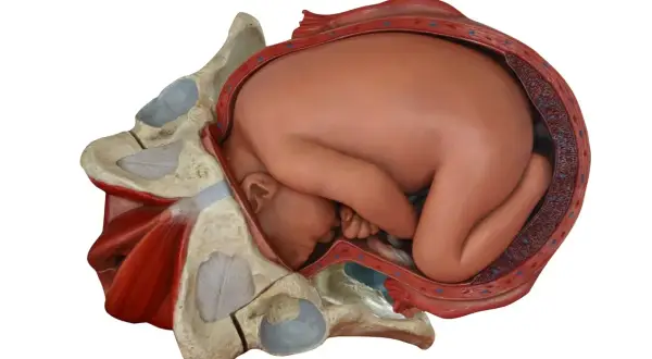 Model anatomiczny przedstawia dziecko w łonie matki, gotowe do porodu przez **waginę**. Widoczne są kości miednicy i mięśnie.