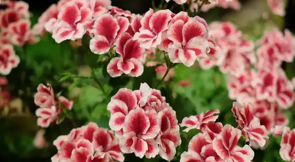 Kwitnące pelargonie angielskie w odcieniach różu i bieli tworzą bujne kępy.