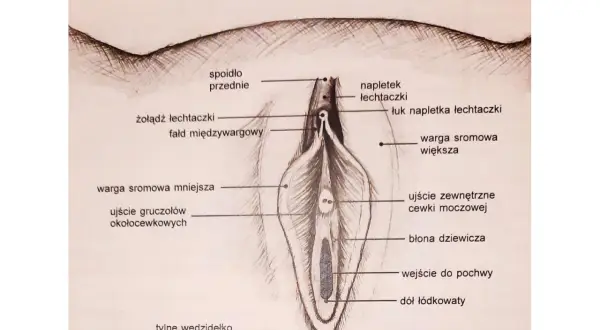 Ilustracja anatomiczna pokazuje, jak wygląda łechtaczka, jej napletek, żołądź, wargi sromowe i inne elementy żeńskich narządów płciowych.