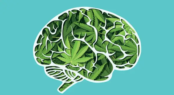THC: Jak działa na mózg? Efekty, ryzyka, medycyna, wykrywalność.