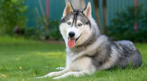 Pies jak husky – rasy o podobnym wyglądzie i charakterze, które warto poznać