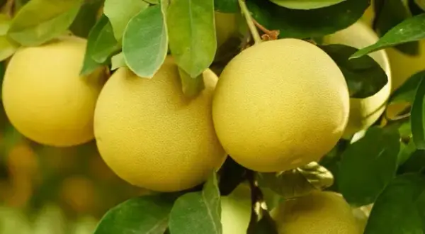 Czy pies może jeść pomelo? Sprawdź ryzyko dla zdrowia pupila