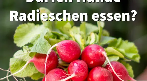 Ein Haufen frischer Radieschen mit grünen Blättern. Die Frage "Dürfen Hunde Radieschen essen?" steht im Vordergrund.