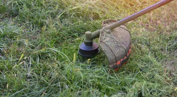 Kosiarka wykonuje mulczowanie trawy, pozostawiając drobno skoszone źdźbła na trawniku.
