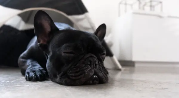 Un bulldog francés negro duerme profundamente, quizás soñando con aventuras.