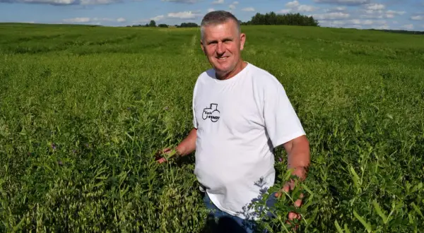 Rolnik w polu wyki, oceniający jej wzrost. Wygląda na to, że wyka jara norma wysiewu została osiągnięta.