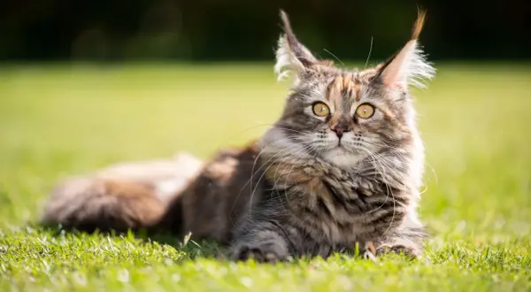 Majestatyczny maine coon o dzikim spojrzeniu leży na trawie. Jego charakter, pełen łagodności i dumy, emanuje z każdego włosa.