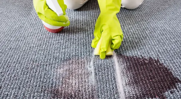 Hände mit Handschuhen sprühen Reiniger auf Fleck, um den Teppich zu reinigen. Waschpulver hilft bei hartnäckigen Flecken.
