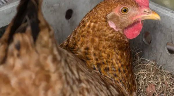Braunes Huhn mit roten Kamm und Kehllappen, das in einem Nest aus Stroh sitzt. Es könnte Anzeichen von bauchwassersucht zeigen.