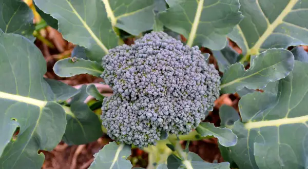 En frodig broccoli blomma med gröna blad i en trädgård.