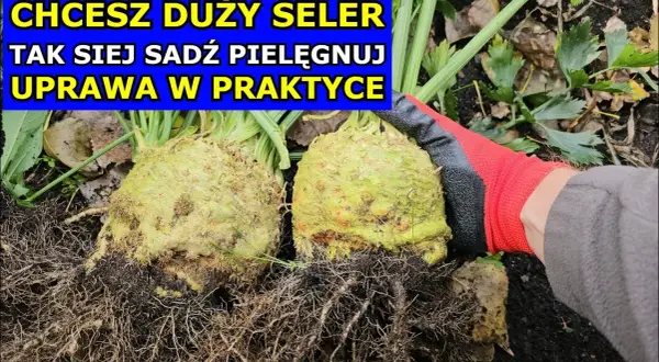 Jak siać seler, aby uniknąć najczęstszych błędów w uprawie