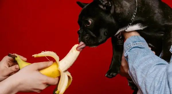 Czarny buldog francuski z językiem sięga po banana. Czy pies może jeść banany? Tak, w umiarkowanych ilościach.