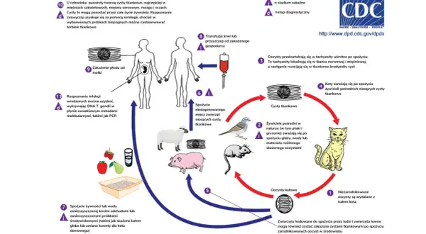 Cykl życiowy Toxoplasma gondii. Objawy toksoplazmozy u ludzi obejmują cysty tkankowe w mięśniach, mózgu.