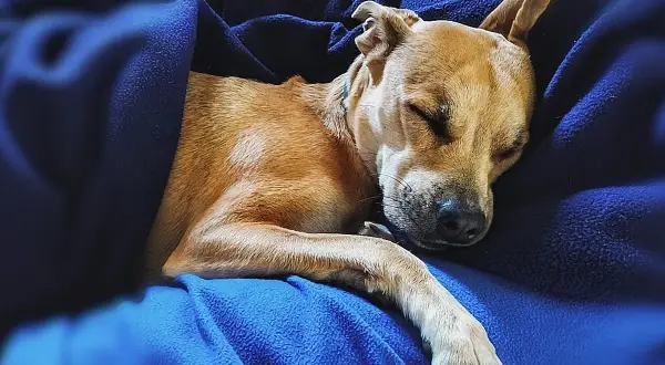 Un perro de pelaje canela duerme plácidamente envuelto en mantas azules. Quizás sueñan los perros con perseguir ardillas o recibir caricias.