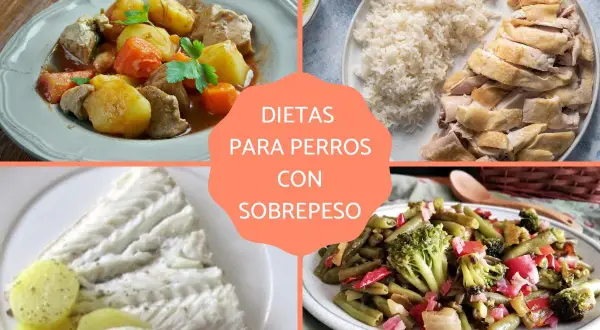 Cuatro platos saludables: guiso de ternera, pollo con arroz, merluza y vegetales. Comidas para perros con sobrepeso.