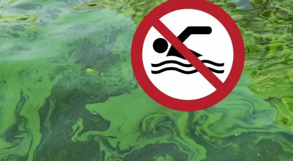 Jak wyglądają sinice w Bałtyku i dlaczego warto je znać