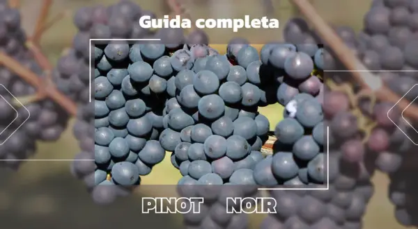 Grappoli di Pinot Nero maturi, pronti per una guida completa alla degustazione.