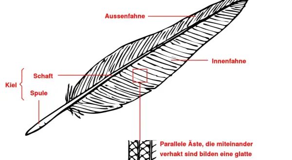 Detailansicht einer Vogelfeder mit Beschriftung von Kiel, Schaft, Spule, Außenfahne und Innenfahne. Die federarten vogel sind hier gut erkennbar.