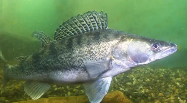 Ein Zander schwimmt im trüben Wasser über Kies. Seine schuppige Haut und die markante Rückenflosse sind gut erkennbar. Er sucht nach Zander Nahrung.