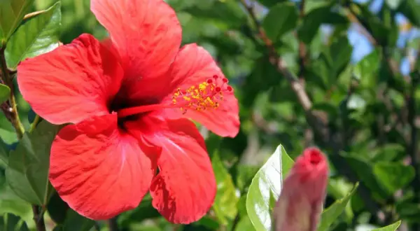 Piękny, czerwony hibiskus w pełni rozkwitu, obok pąk. To dowód, że hibiskus kwitnie latem.