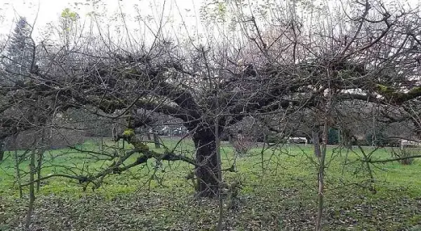 Jak przyciąć starą jabłoń? Odmładzanie krok po kroku