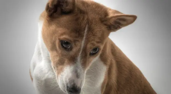 Uroczy basenji z rudym futrem i białym znaczeniem na piersi, zamyślony. Zastanawiasz się nad basenji cena?