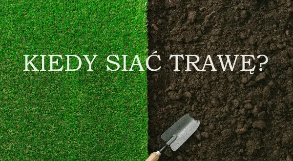 Podzielony obraz: zieleń trawy i ciemna ziemia z łopatką. Napis: Kiedy siać trawę?