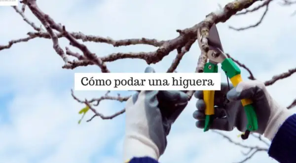 Manos enguantadas podan una higuera con tijeras de podar. El cielo azul y las nubes forman el fondo.