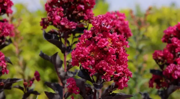 Fiori rosa intenso su un albero di loto, con foglie scure e uno sfondo verde sfocato.