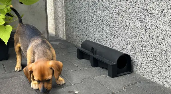 Mały piesek wącha ziemię obok pułapki na gryzonie. Czy pies przeżyje po trutce na szczury?