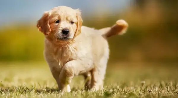 Un adorable cachorro golden retriever corre por el césped, con su cola en alto y una expresión curiosa.