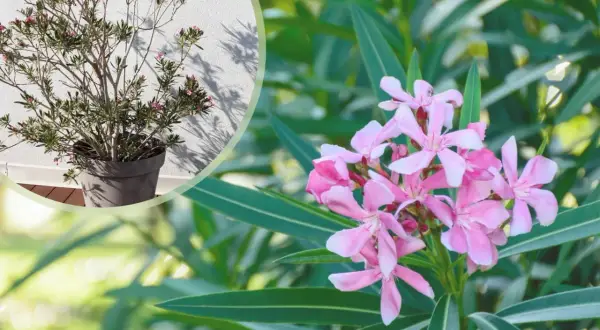 Piękny oleander w donicy, z bliska widać delikatne różowe kwiaty i długie zielone liście.