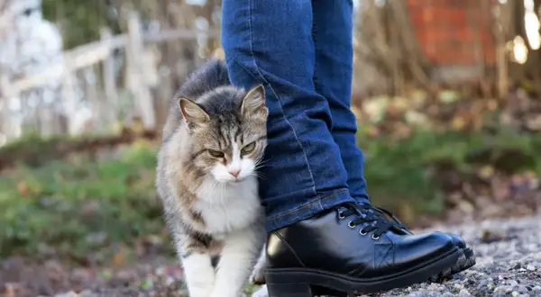 Un gato atigrado se frota contra la pierna de una persona con jeans y botas negras. Es una muestra de afecto, una forma de decir "porque los gatos se frotan con las personas".